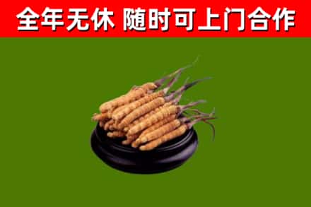 厦门回收散虫草